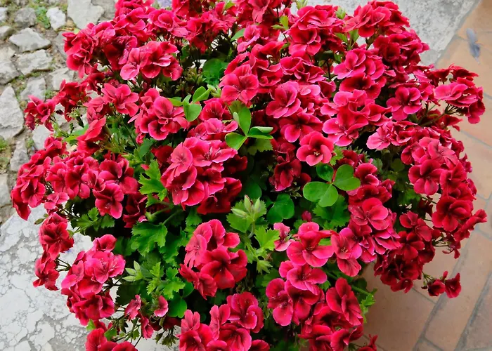 Luxury Charlemagne 4*