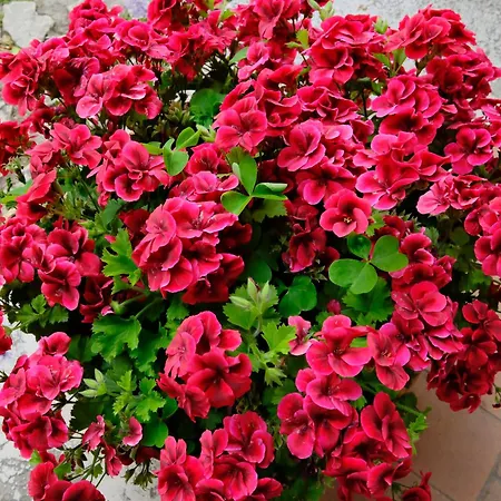 Luxury Charlemagne 4*